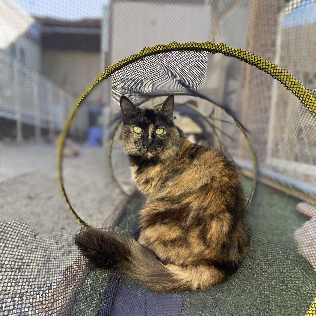 Isis aka Fluffy — thumbnail 2