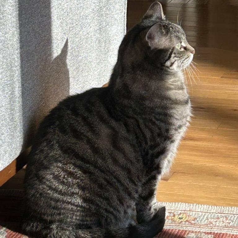 MeiMei, Adoptable, Senior Female Domestic Short Hair.