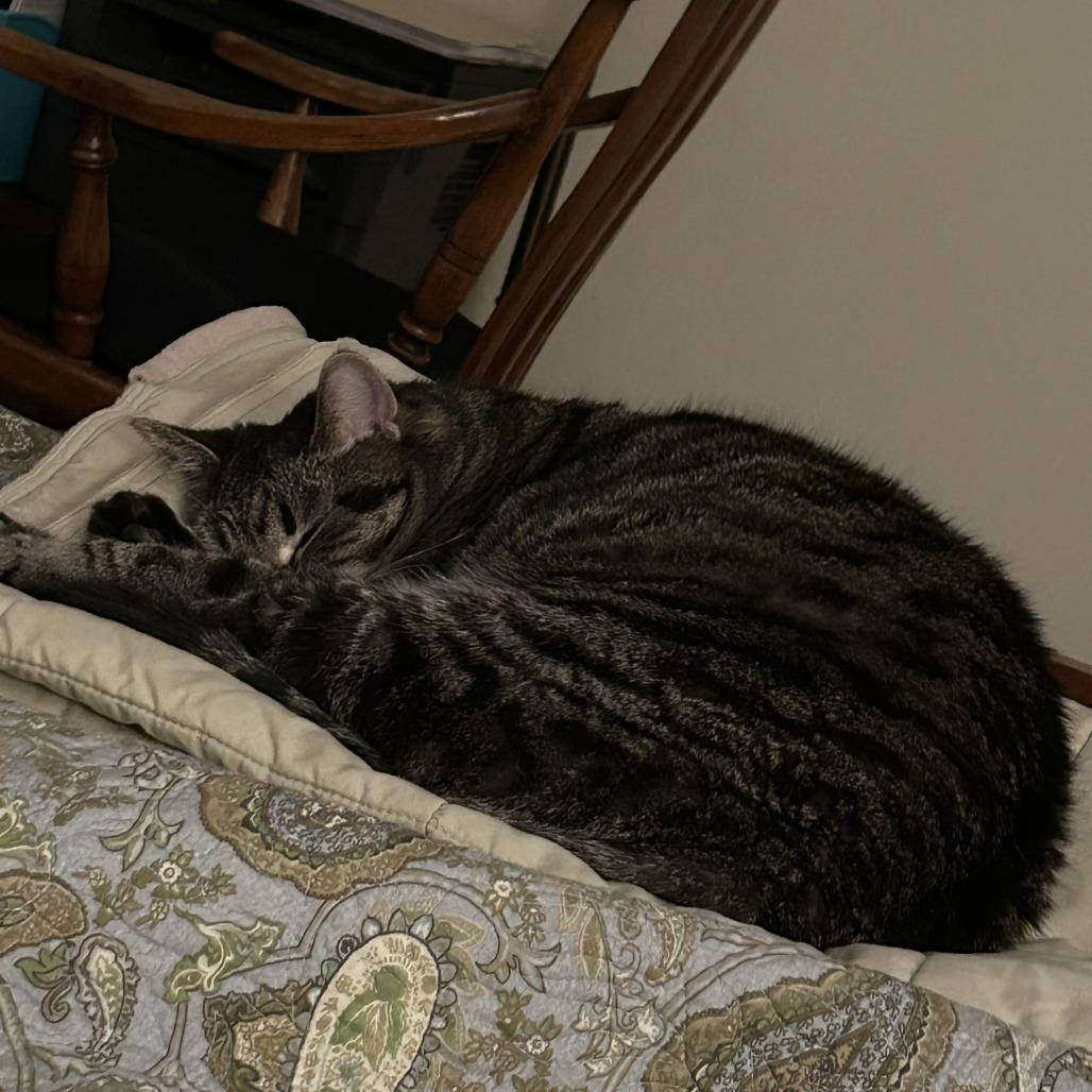 Enlarge MeiMei, a Adoptable Domestic Short Hair in Traverse City, MI image 2/6