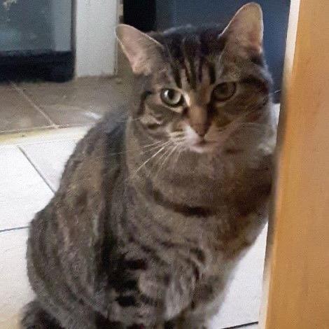 Enlarge MeiMei, a Adoptable Domestic Short Hair in Traverse City, MI image 4/6