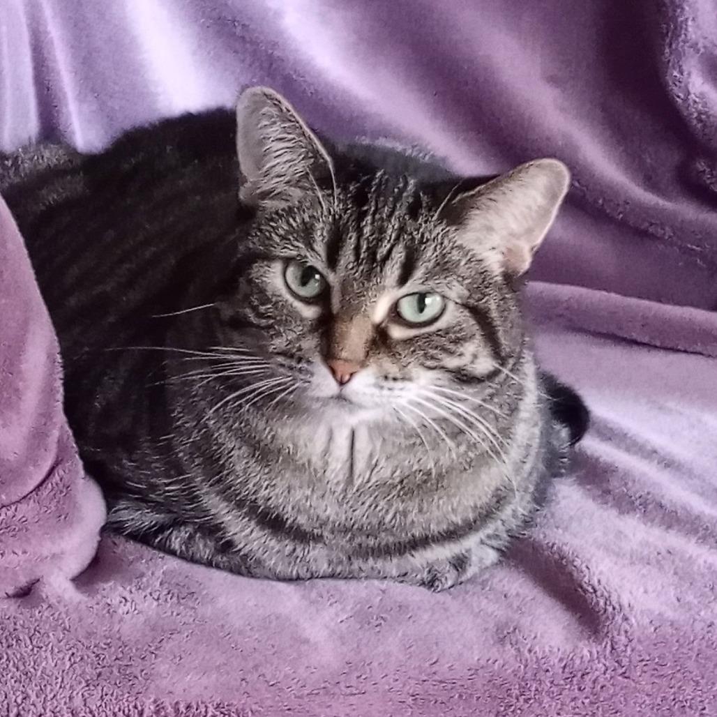 Enlarge MeiMei, a Adoptable Domestic Short Hair in Traverse City, MI image 5/6