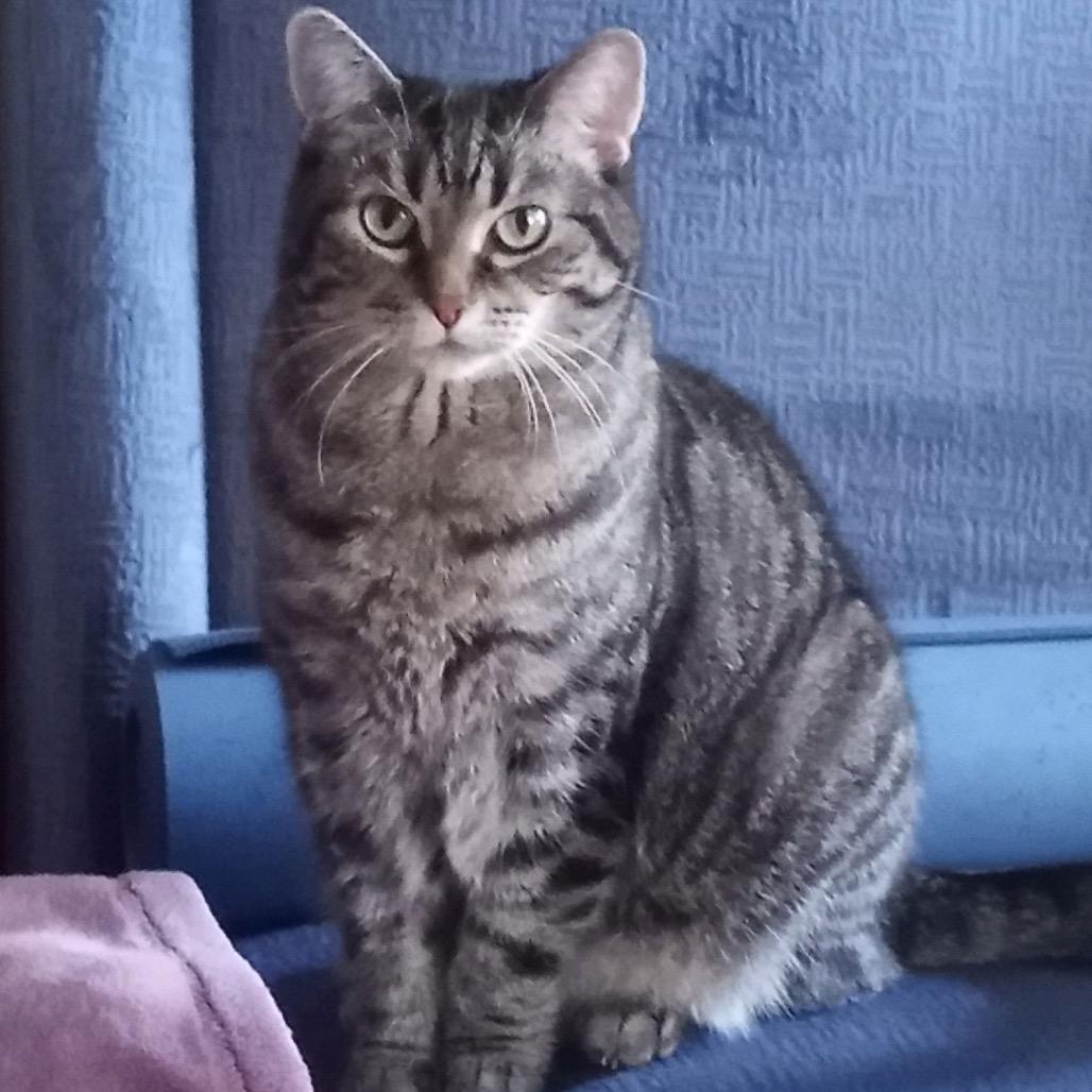Enlarge MeiMei, a Adoptable Domestic Short Hair in Traverse City, MI image 6/6