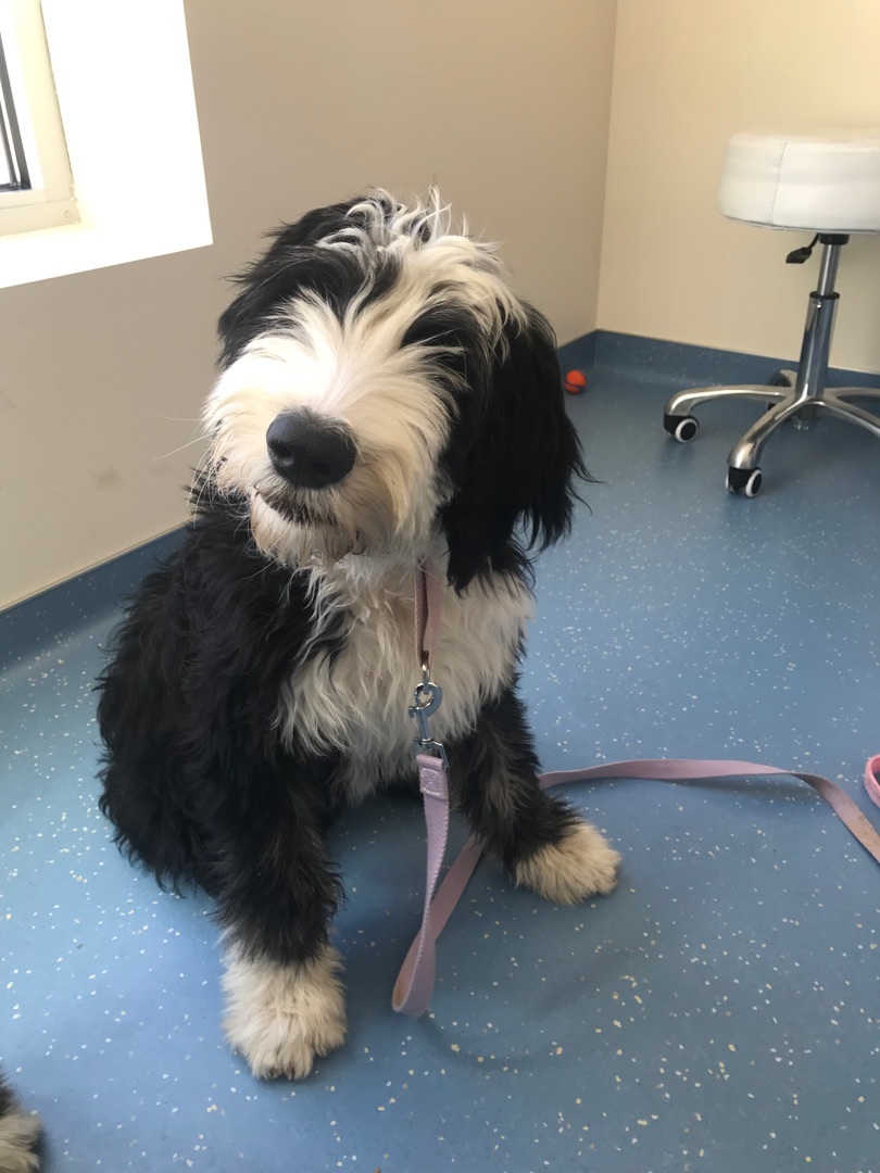 Adopted!! Tater Tot Hotdish Adopted!!, a Adopted mixed breed in Minneapolis, MN image 1/3