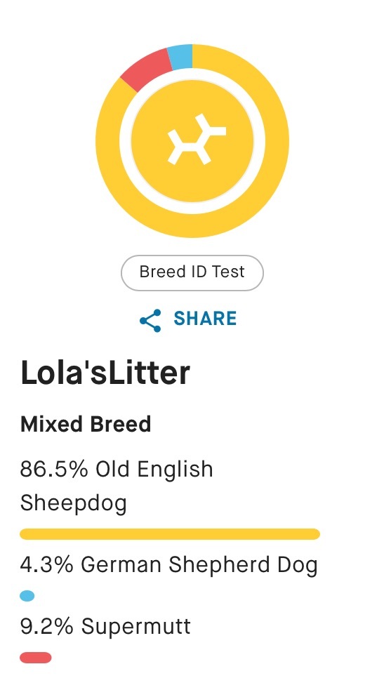 Adopted!! Tater Tot Hotdish Adopted!!, a Adopted mixed breed in Minneapolis, MN image 2/3