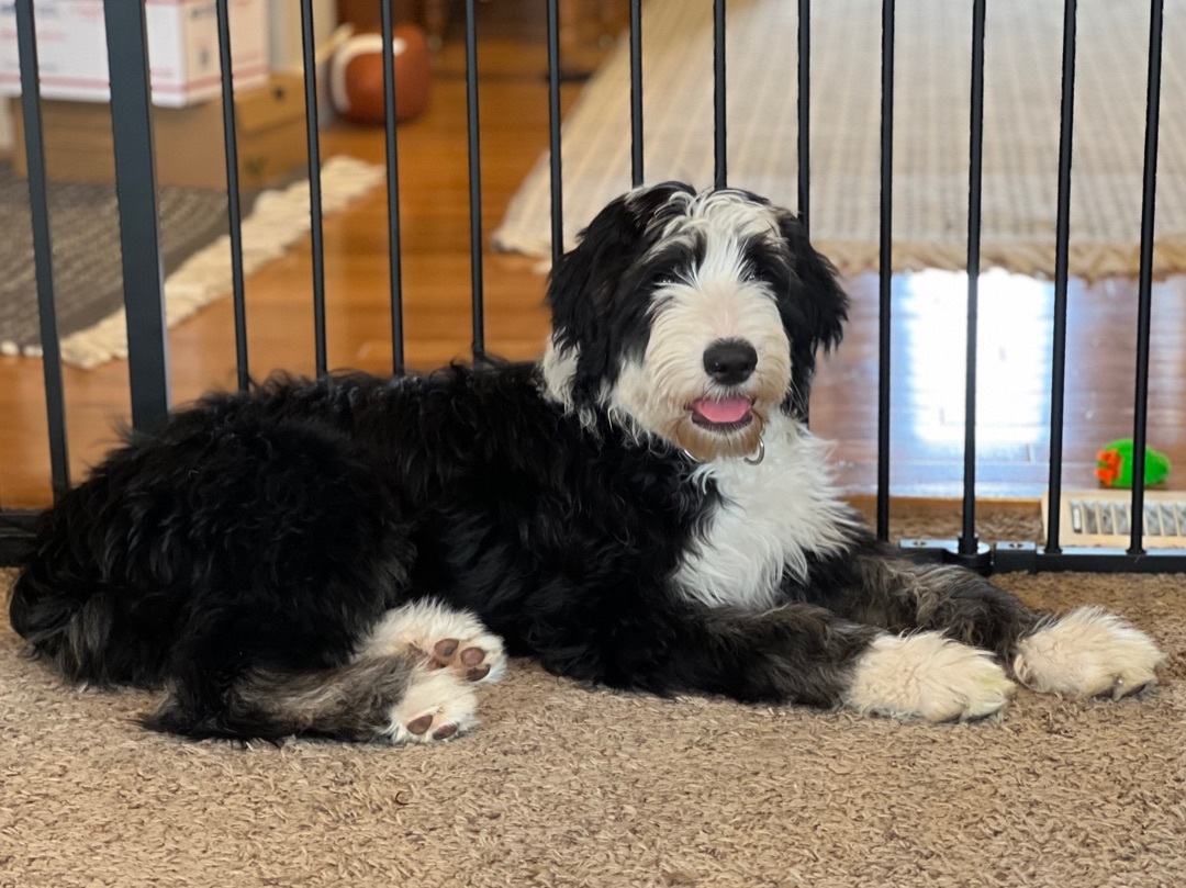 Adopted!! Tater Tot Hotdish Adopted!!, a Adopted mixed breed in Minneapolis, MN image 3/3