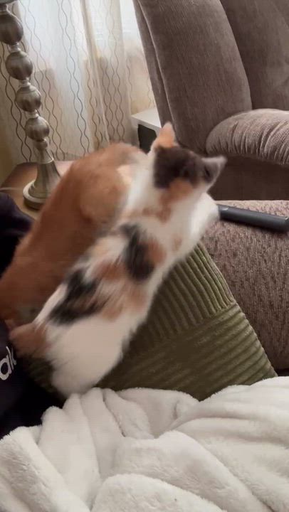 Enlarge Alfalfa (must adopt with Darla), a Adoptable Tabby in New Bedford, MA video 2/3