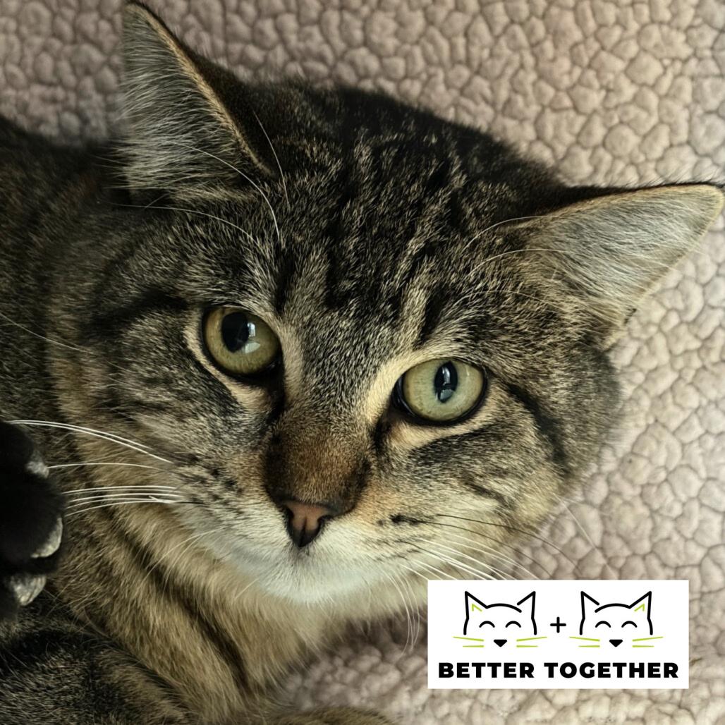 Enlarge Heinz Doofenshmirtz, a Adoptable Domestic Short Hair in Chicago, IL image 1/1