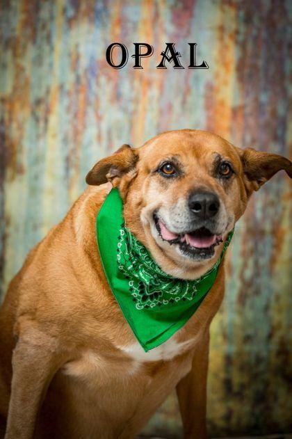 Enlarge Opal, a Adoptable Mixed Breed in North Myrtle Beach, SC image 2/2
