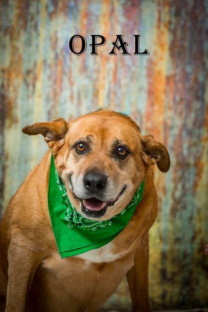 Enlarge Opal, a Adoptable Mixed Breed in North Myrtle Beach, SC image 1/2