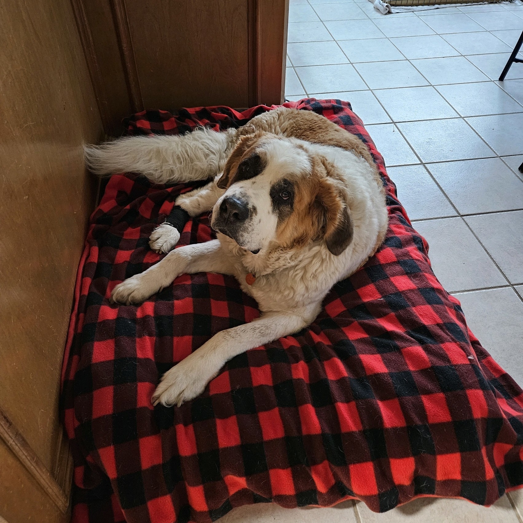 Dora, a Adoptable Saint Bernard in Magnolia, TX image 1/6