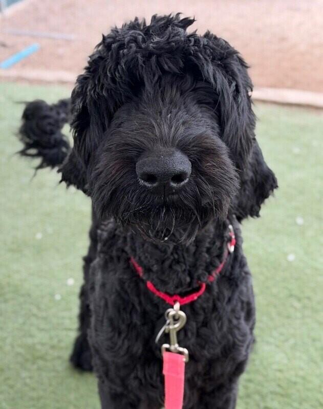 George, Adoptable, Young Male Standard Poodle.