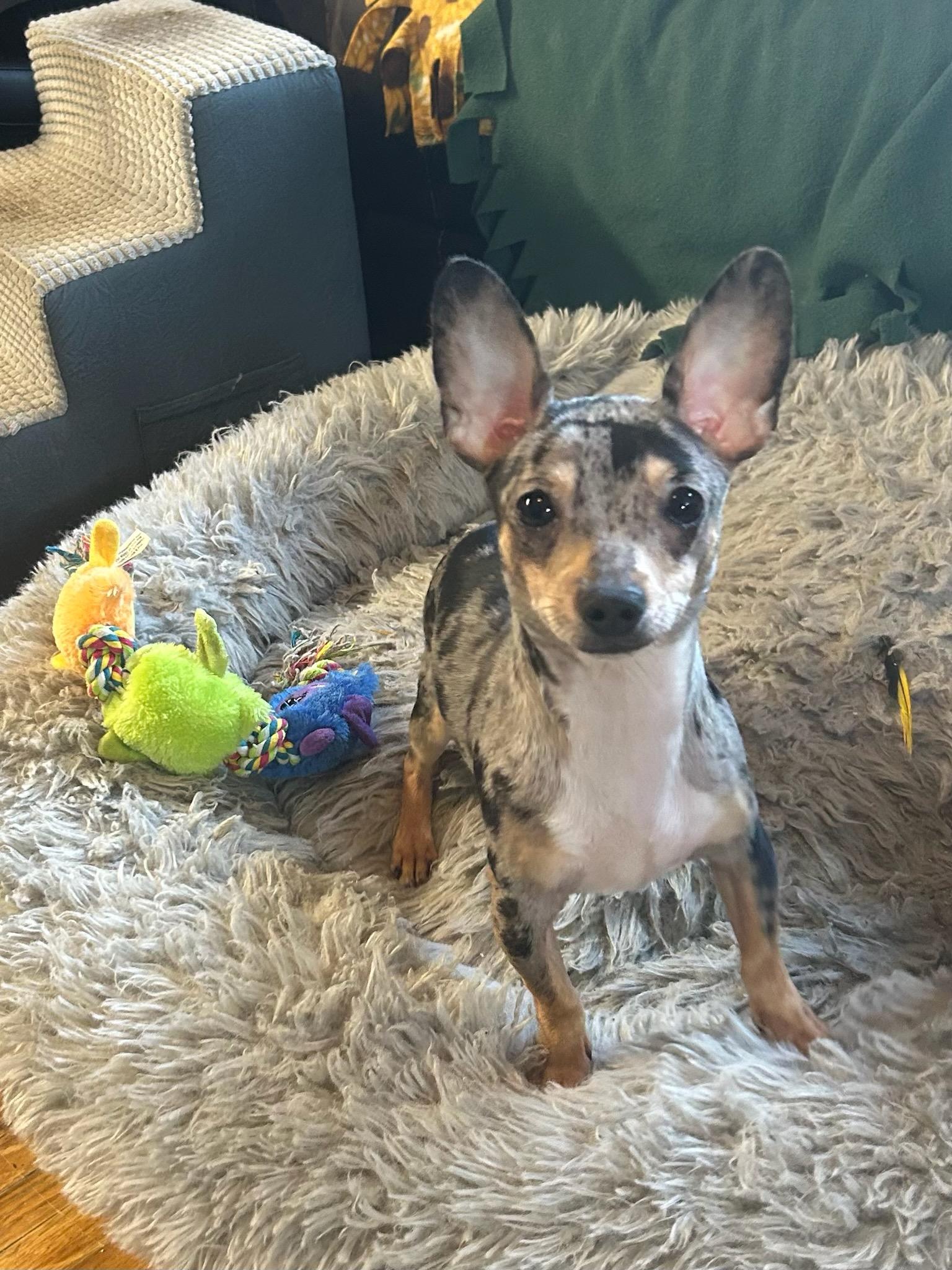 Enlarge DASH, a ADOPTABLE Chihuahua in Rossford, OH image 1/1