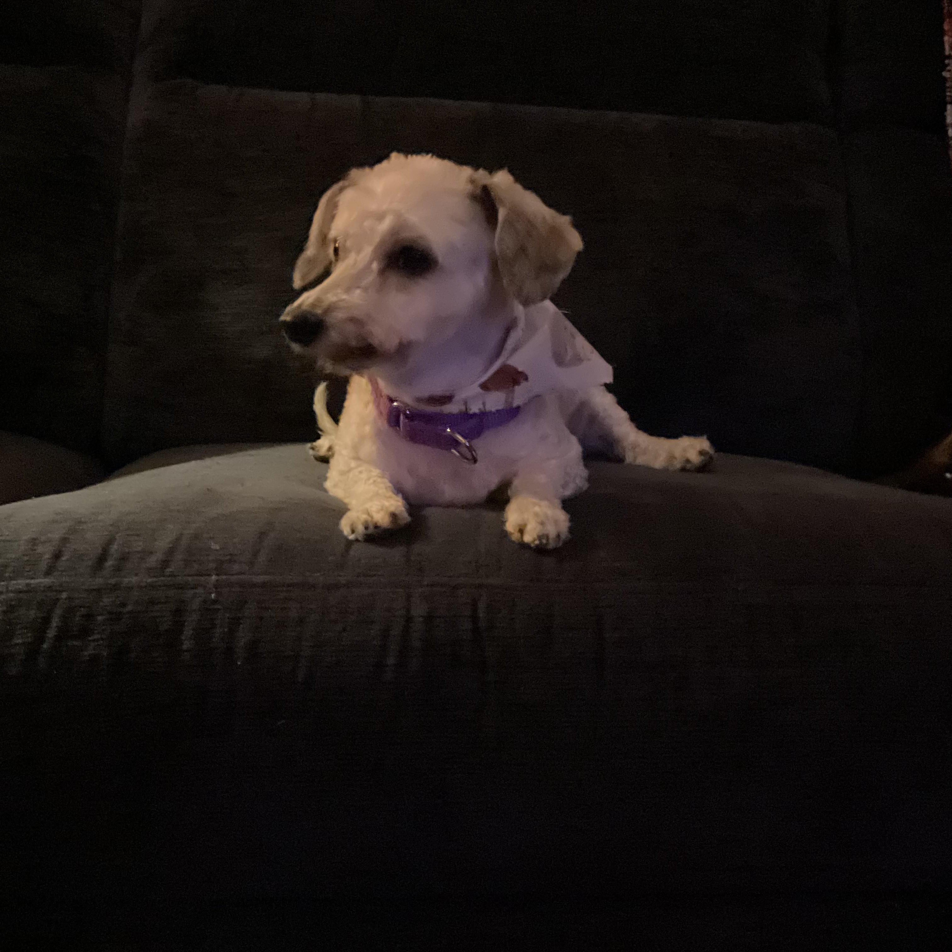 Enlarge River, a Adoptable mixed breed in Mount Bethel, PA image 3/3