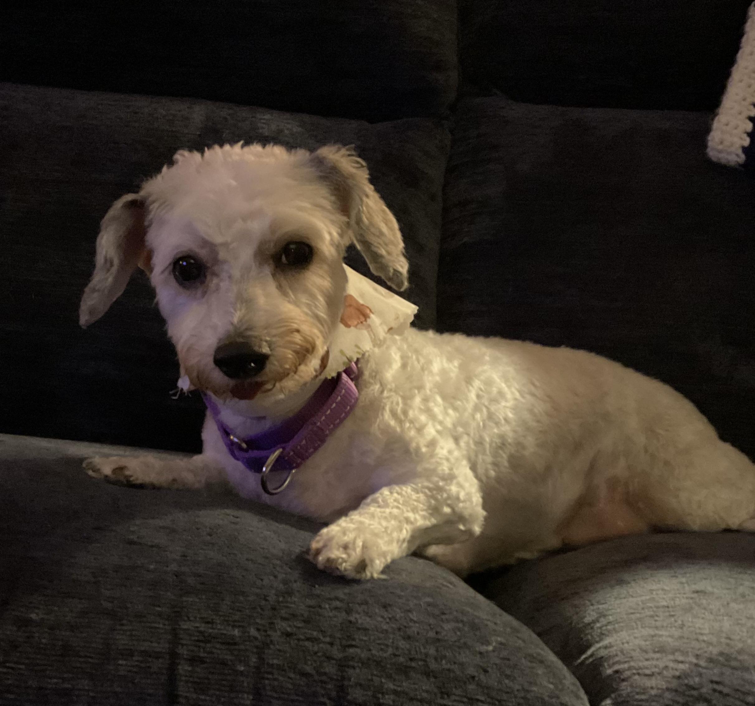 River, Adoptable, Senior Female Poodle.