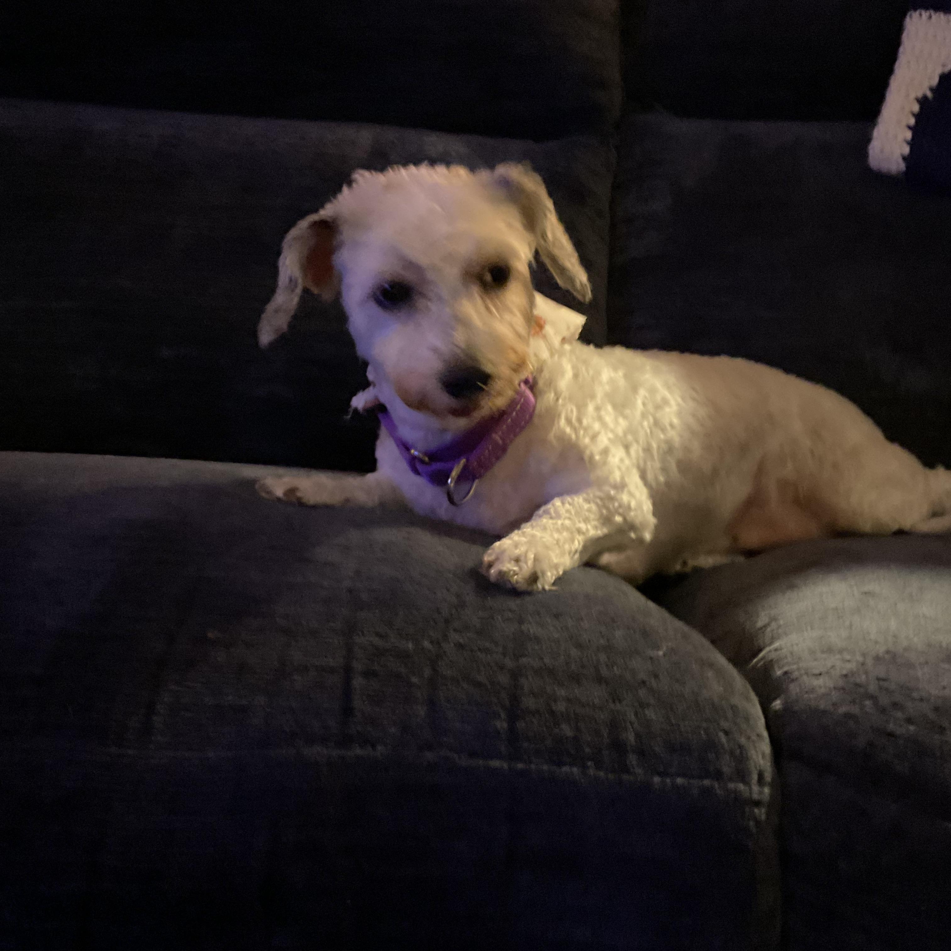 Enlarge River, a Adoptable mixed breed in Mount Bethel, PA image 2/3