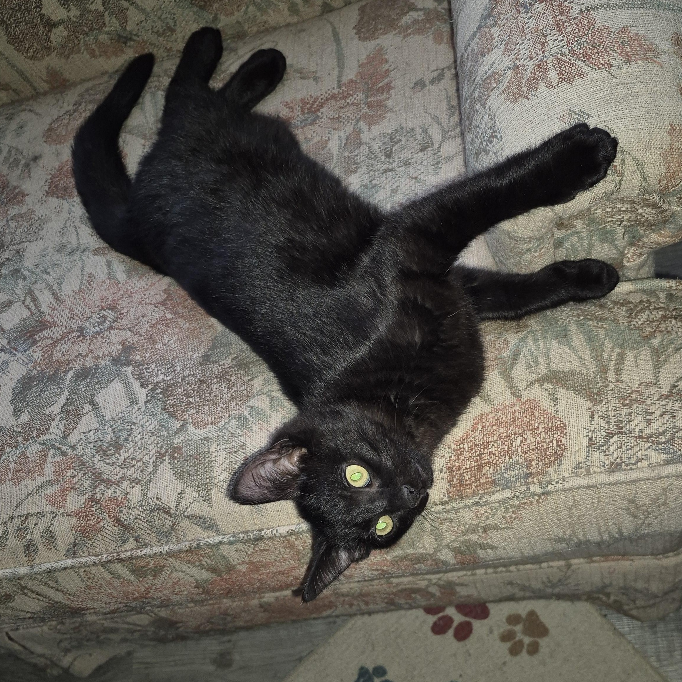 Enlarge Sweetie Pie *With Goldie*, a ADOPTABLE Domestic Short Hair in Watertown, WI image 2/3