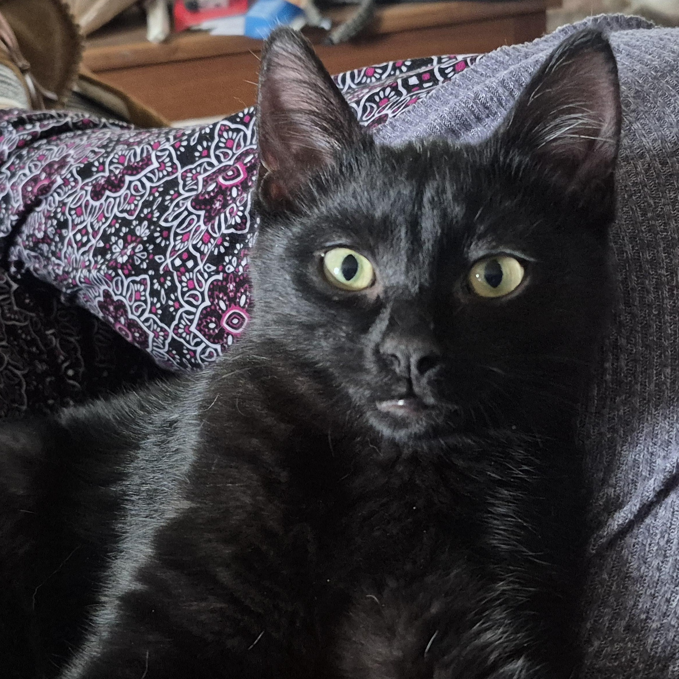 Enlarge Sweetie Pie *With Goldie*, a ADOPTABLE Domestic Short Hair in Watertown, WI image 1/3