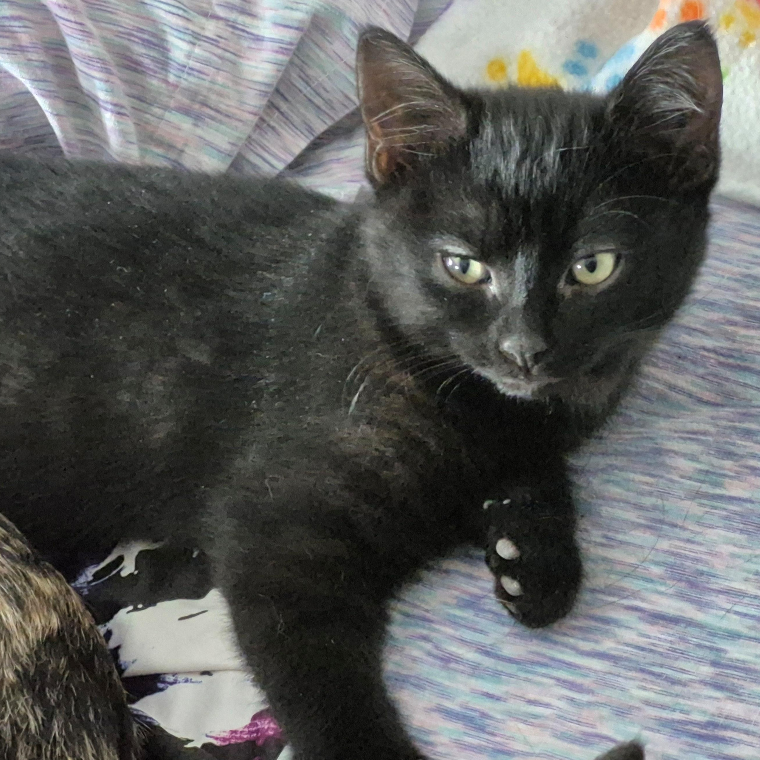 Enlarge Sweetie Pie , a ADOPTABLE Domestic Short Hair in Watertown, WI image 1/1