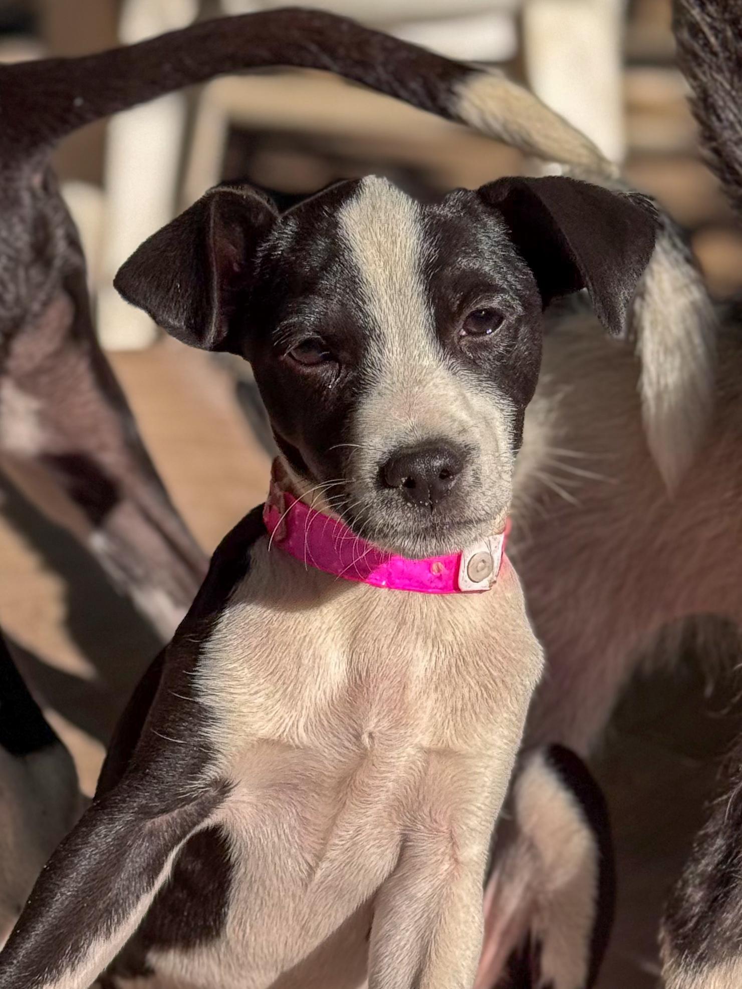 Enlarge BABY TIA , a Adoptable mixed breed in Fresno, CA image 2/6