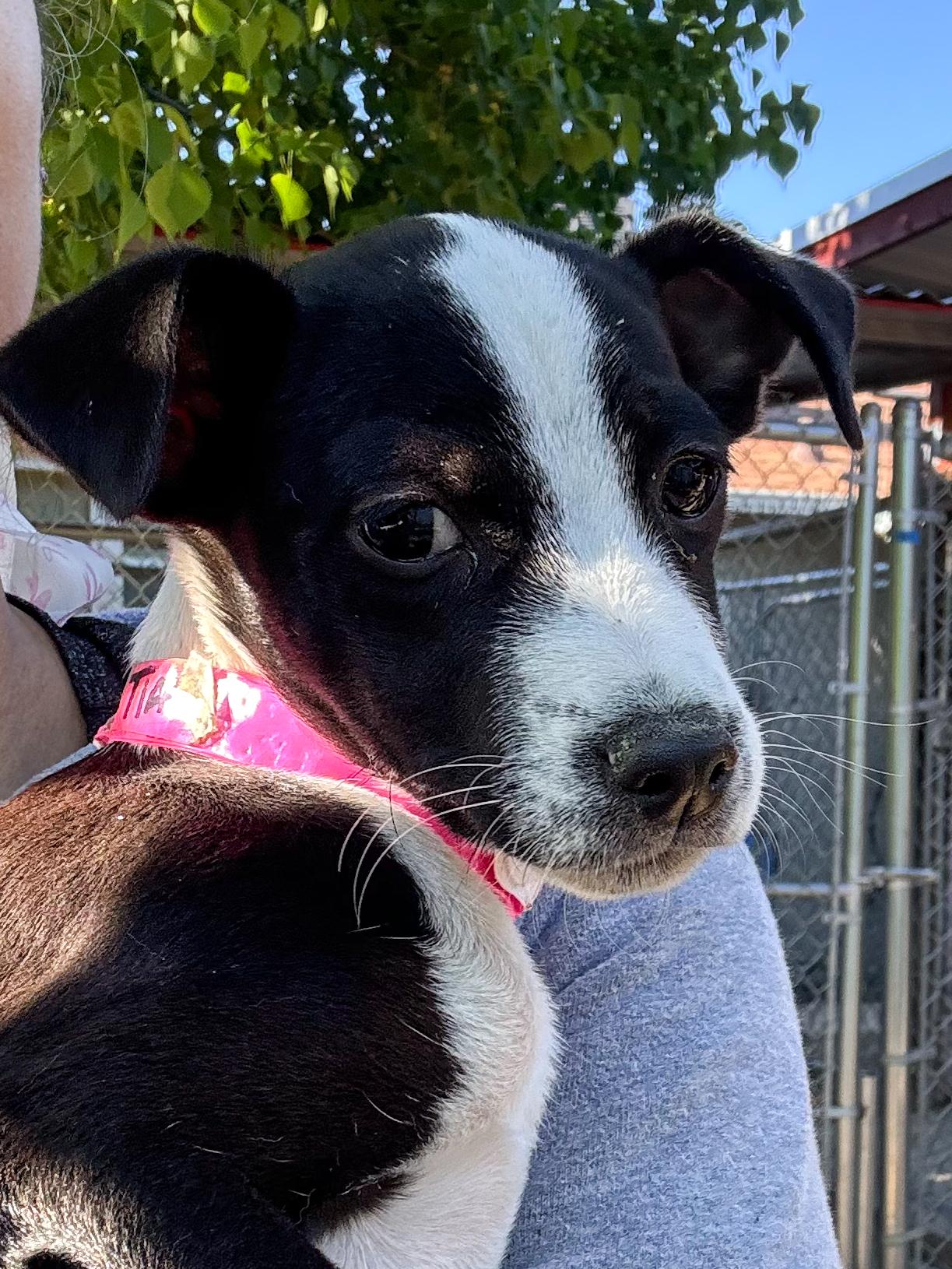 Enlarge BABY TIA , a Adoptable mixed breed in Fresno, CA image 5/6