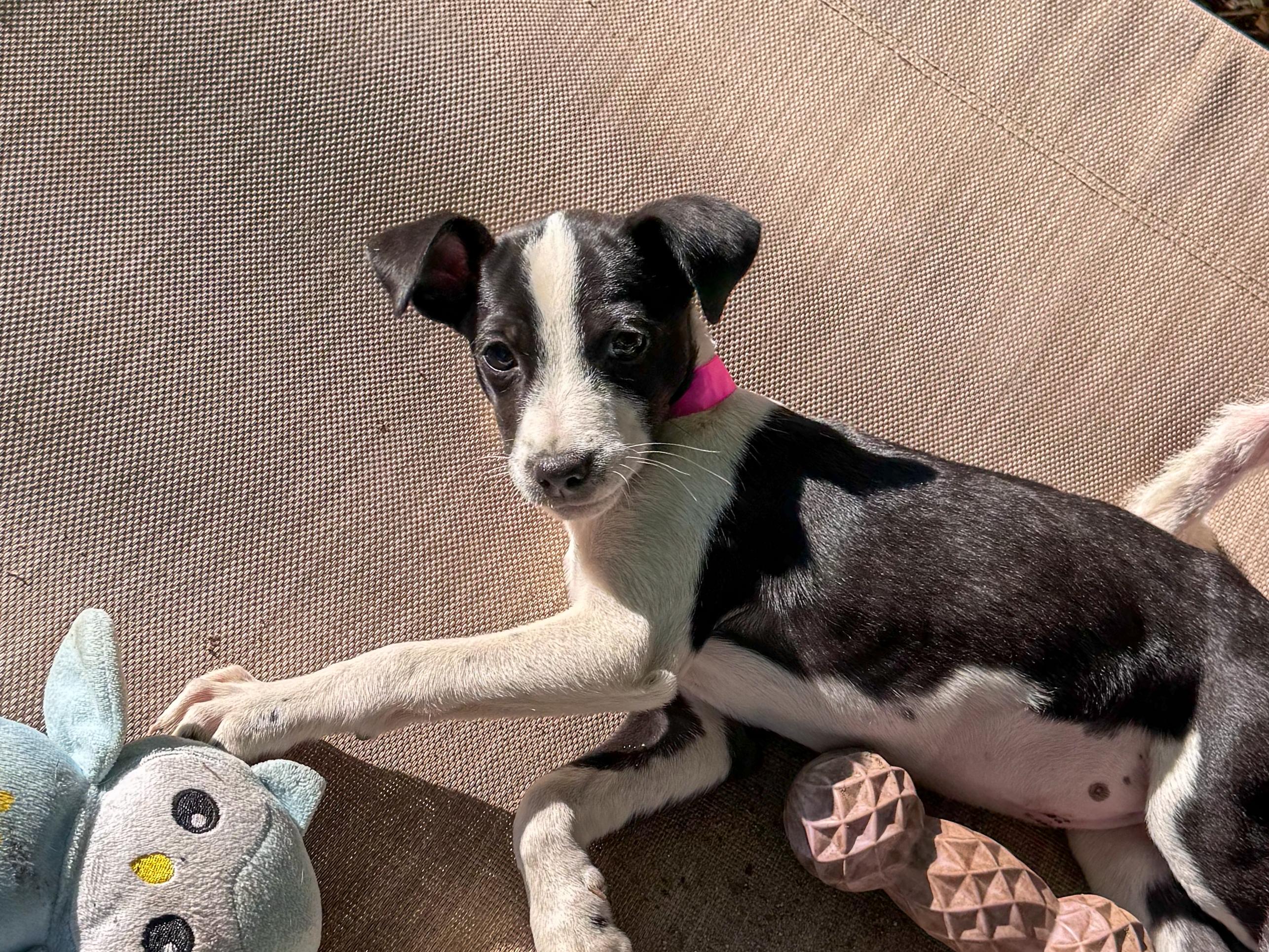 Enlarge BABY TIA , a Adoptable mixed breed in Fresno, CA image 4/6