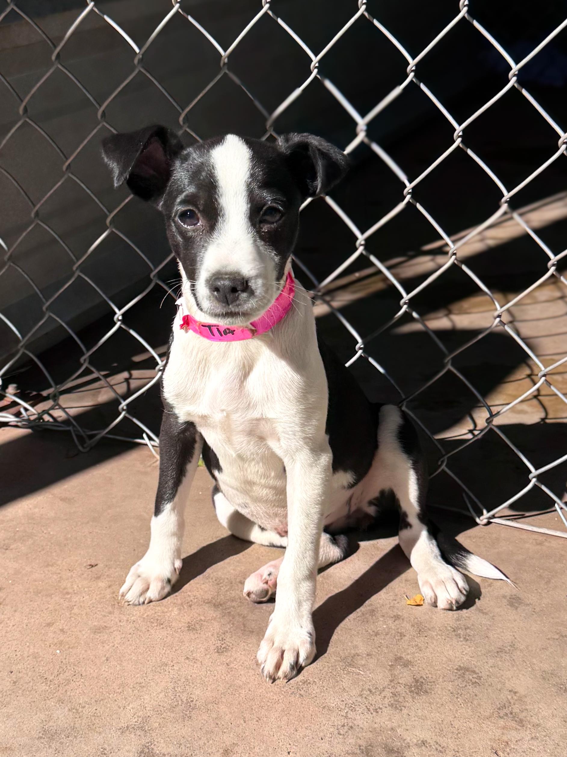 Enlarge BABY TIA , a Adoptable mixed breed in Fresno, CA image 3/6