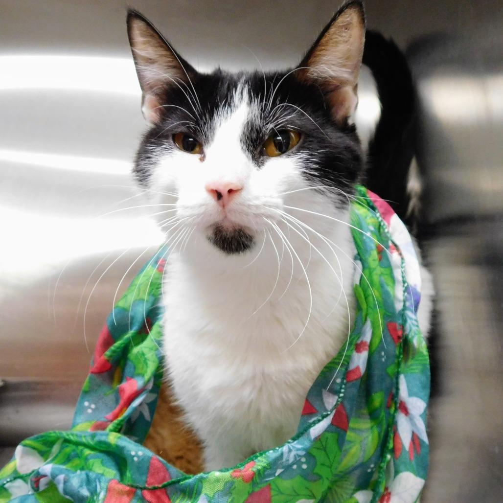 Enlarge Cher, a Adoptable Domestic Short Hair in Peoria, IL image 1/6