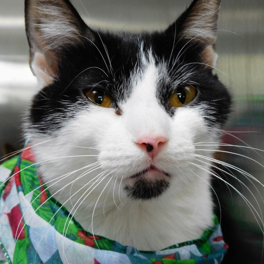 Enlarge Cher, a Adoptable Domestic Short Hair in Peoria, IL image 2/6