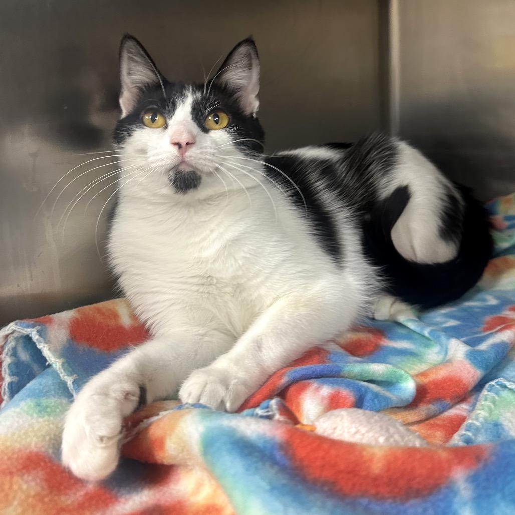 Enlarge Cher, a Adoptable Domestic Short Hair in Peoria, IL image 4/6