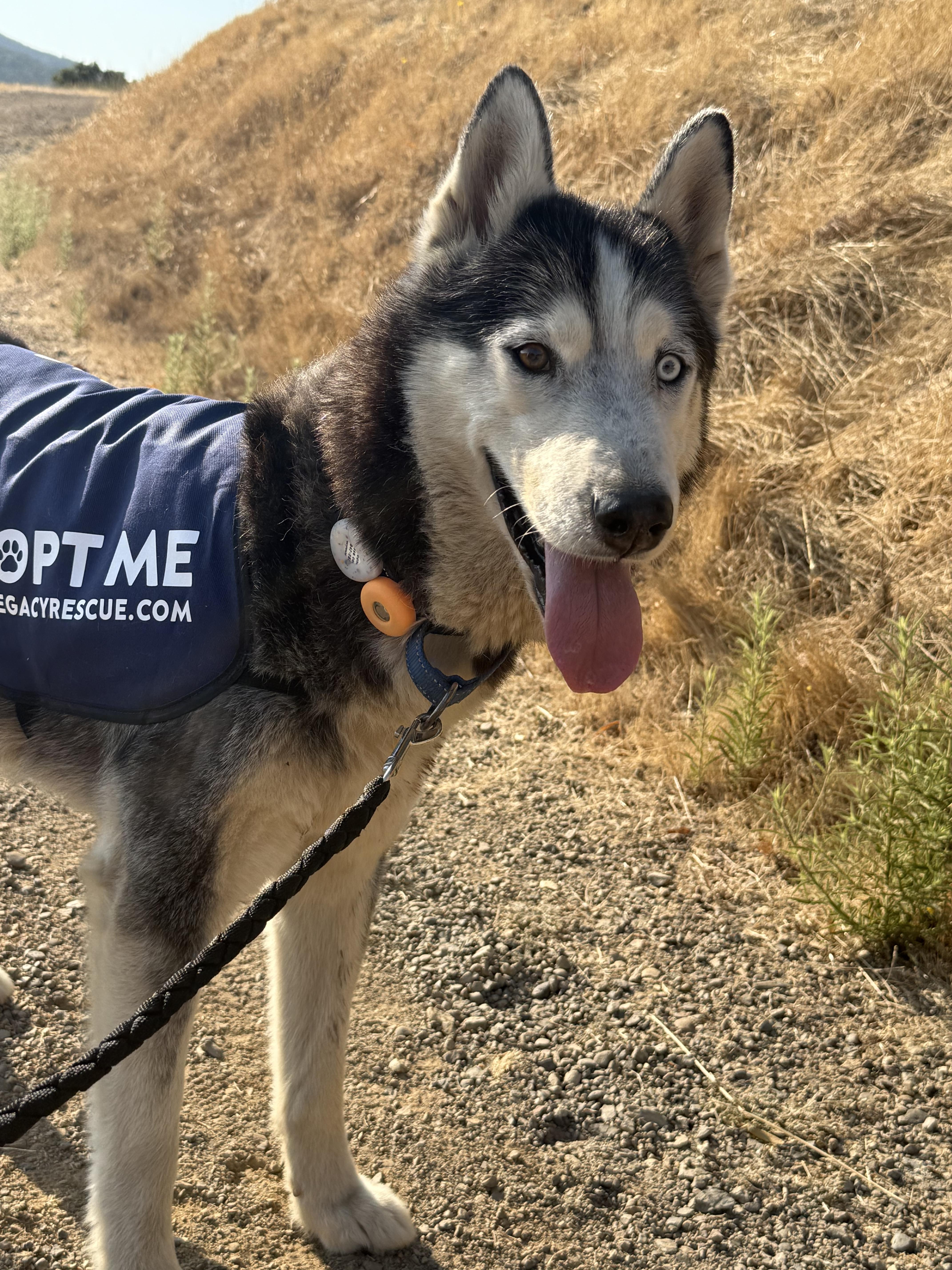 Shiloh, a Adoptable mixed breed in San Rafael, CA image 1/6