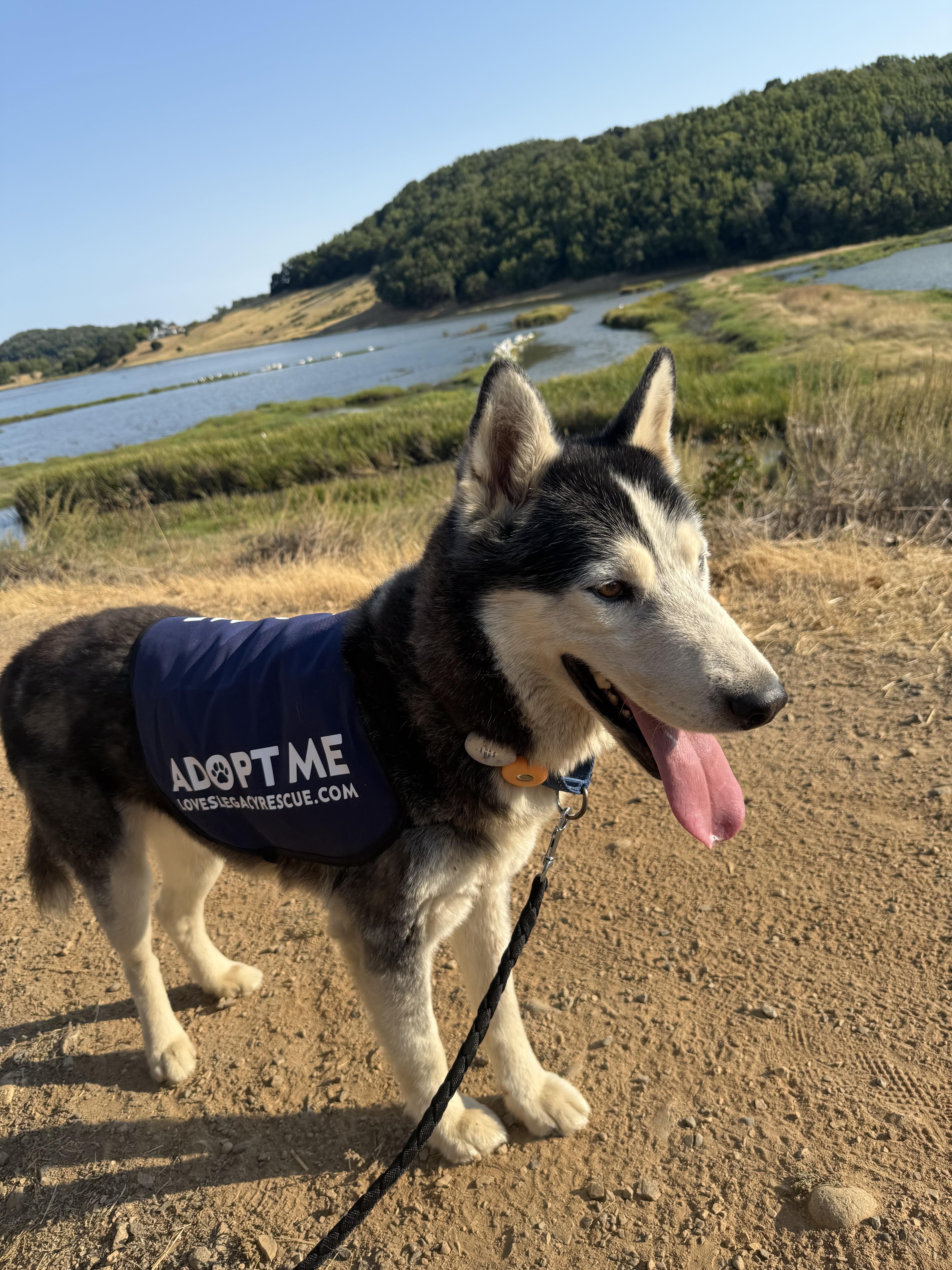 Shiloh, a Adoptable mixed breed in San Rafael, CA image 2/6