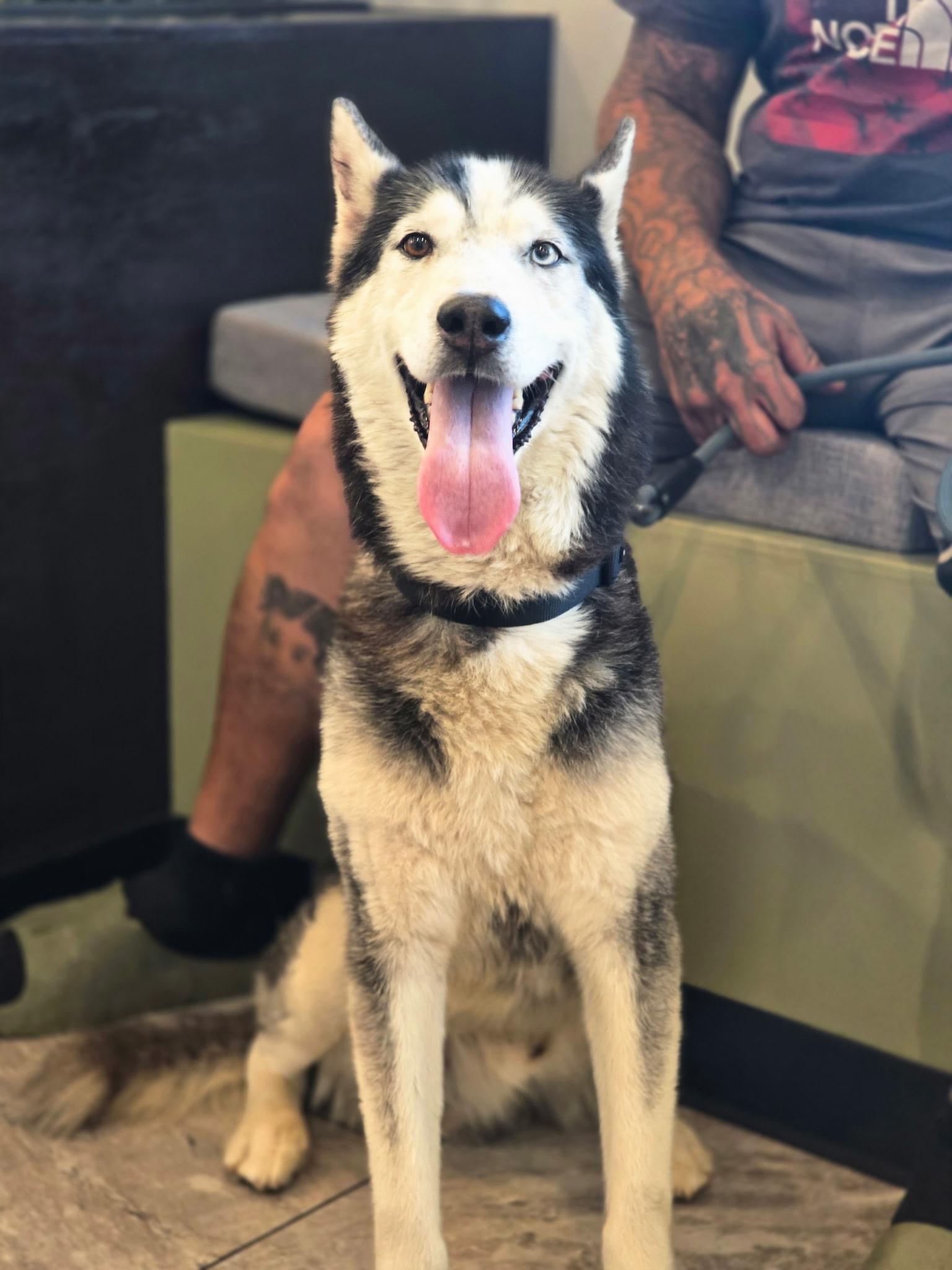 Shiloh, a Adoptable mixed breed in San Rafael, CA image 4/6