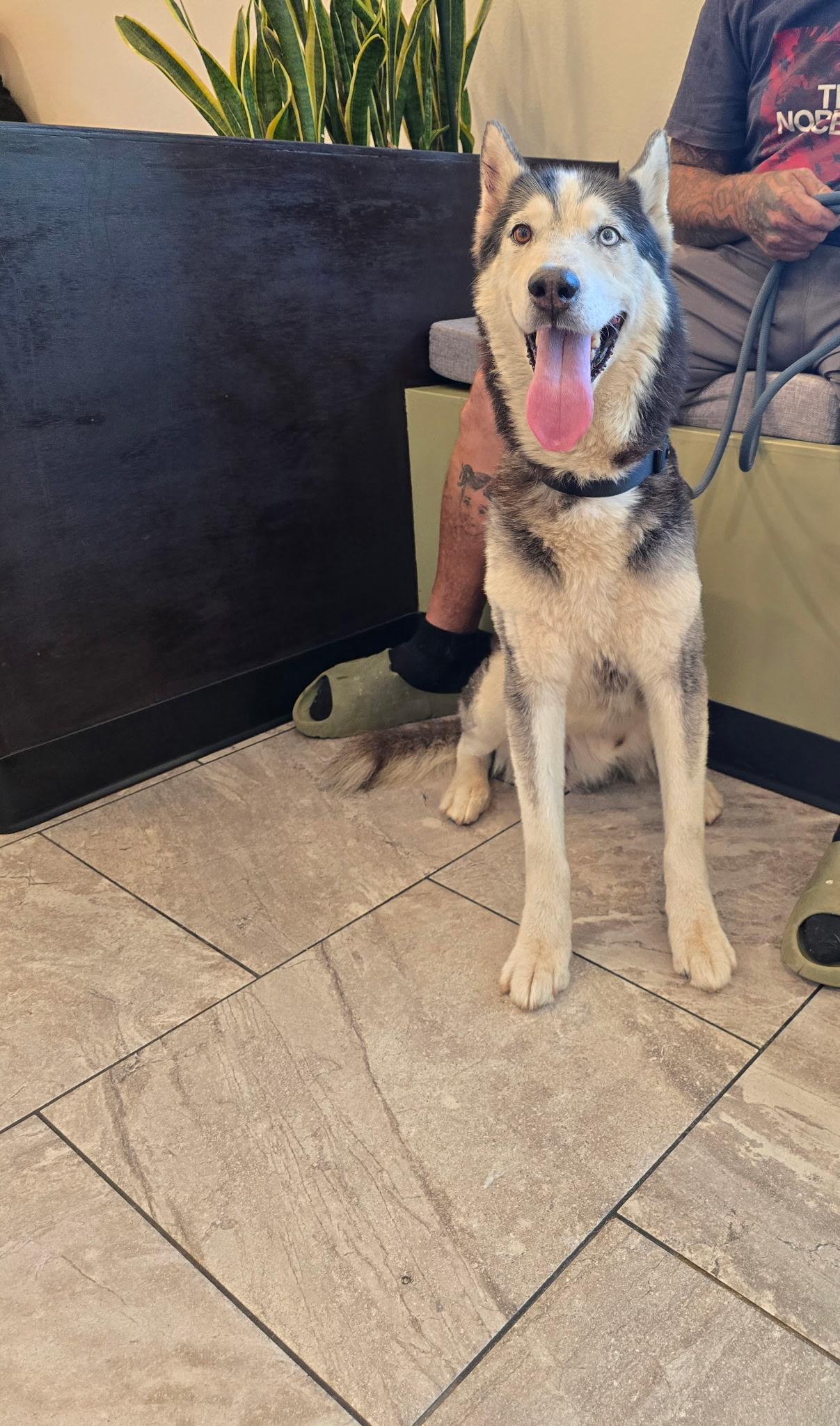 Shiloh, a Adoptable mixed breed in San Rafael, CA image 5/6