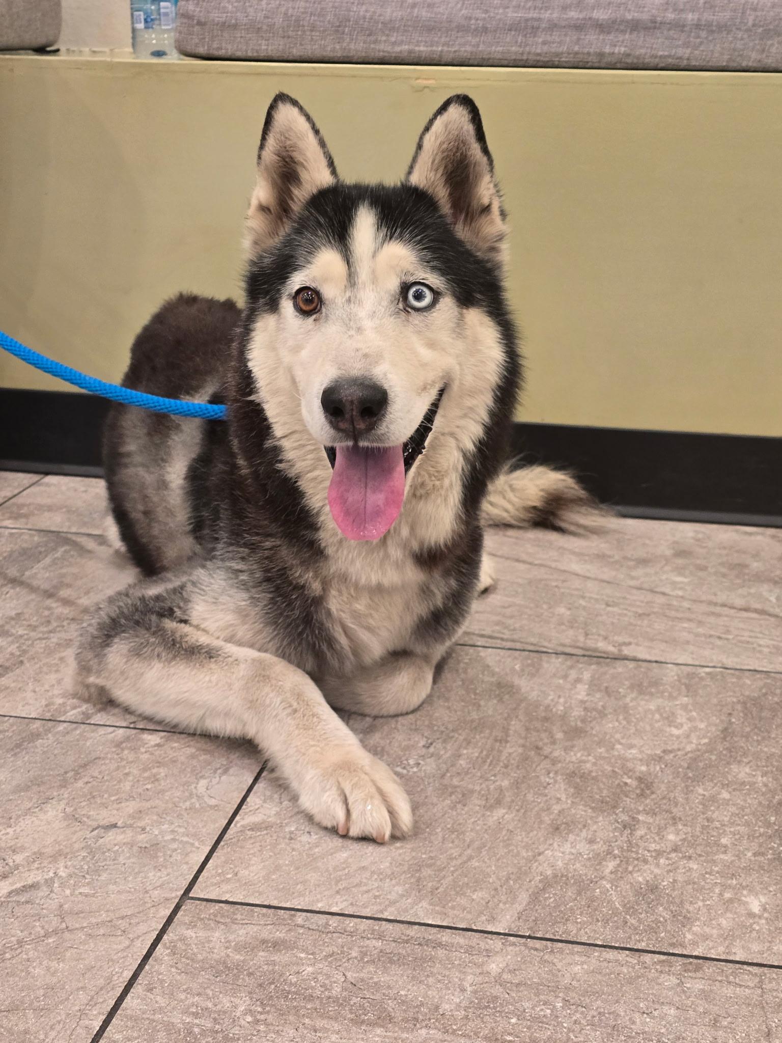 Shiloh, a Adoptable mixed breed in San Rafael, CA image 3/6