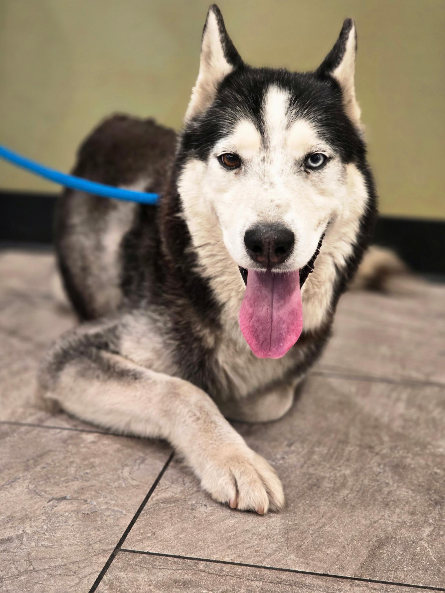 Shiloh, a Adoptable mixed breed in San Rafael, CA image 6/6