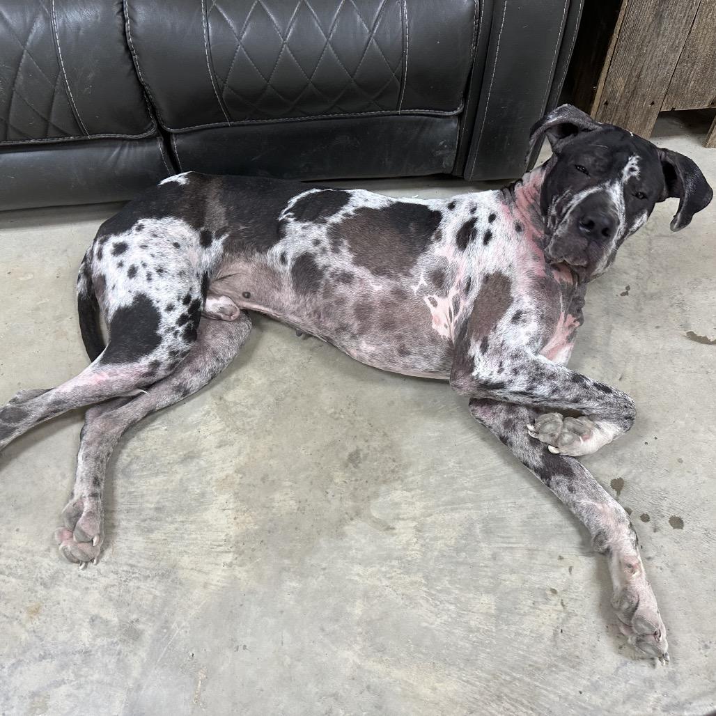 Enlarge Sterling, a Adoptable Great Dane in Dallas, TX image 1/6