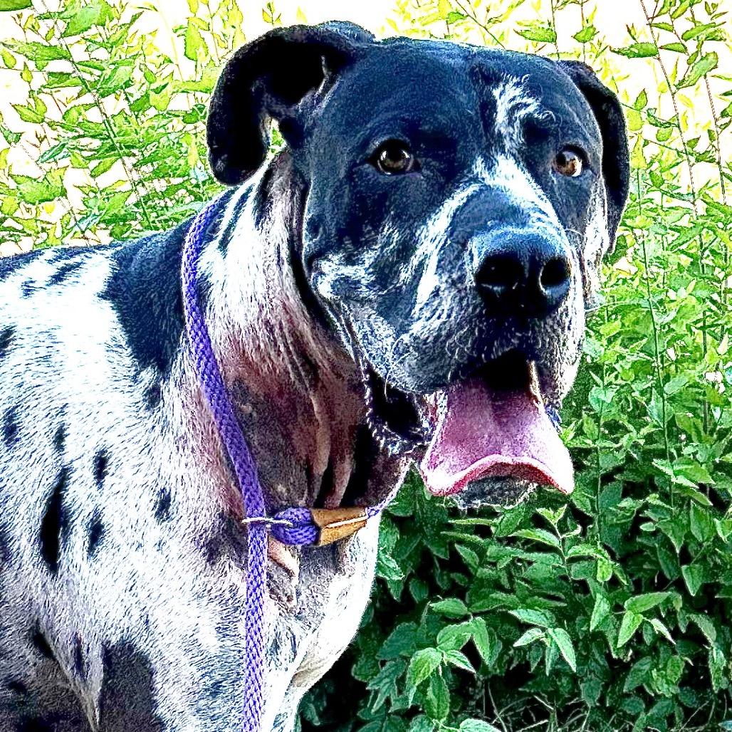 Enlarge Sterling, a Adoptable Great Dane in Dallas, TX image 2/6