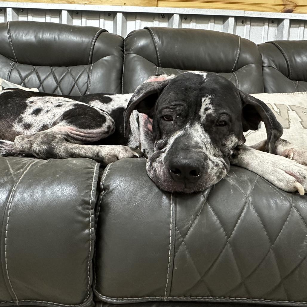 Enlarge Sterling, a Adoptable Great Dane in Dallas, TX image 3/6