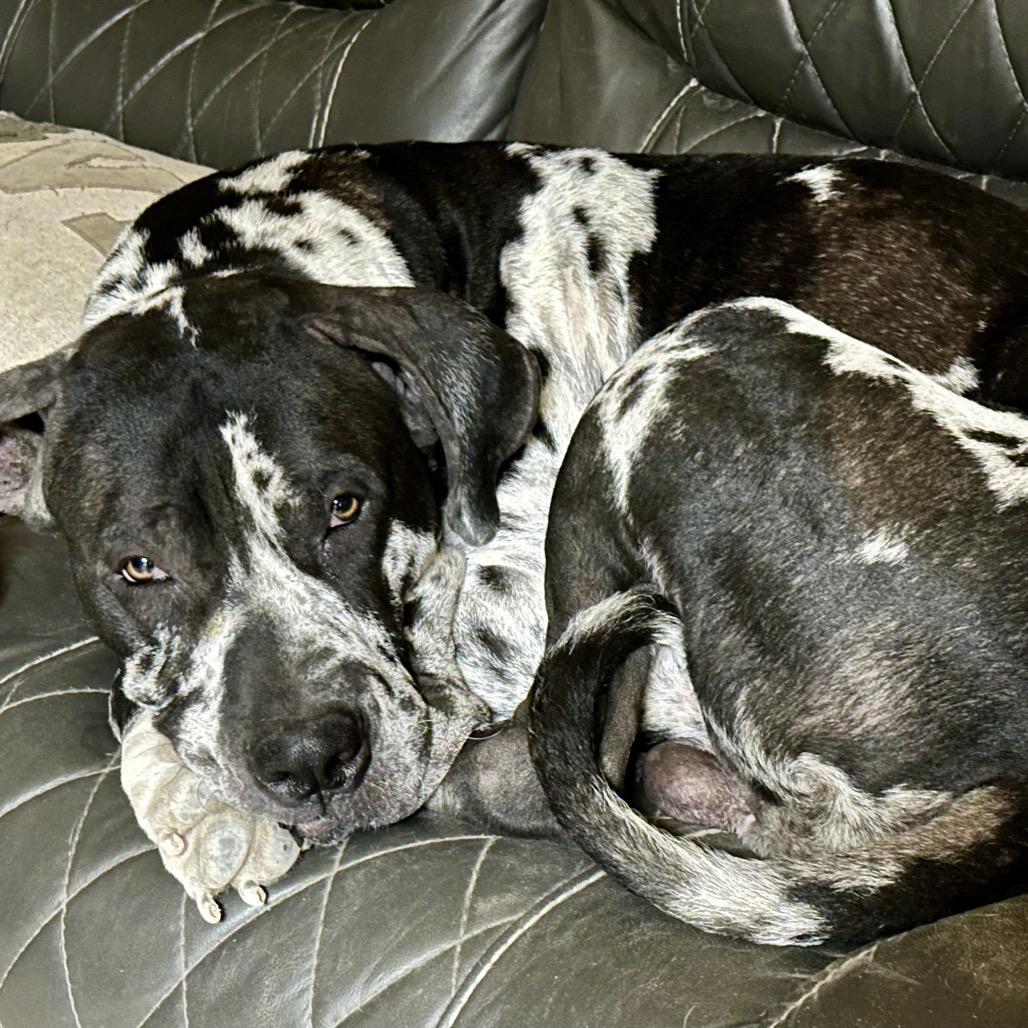 Enlarge Sterling, a Adoptable Great Dane in Dallas, TX image 4/6