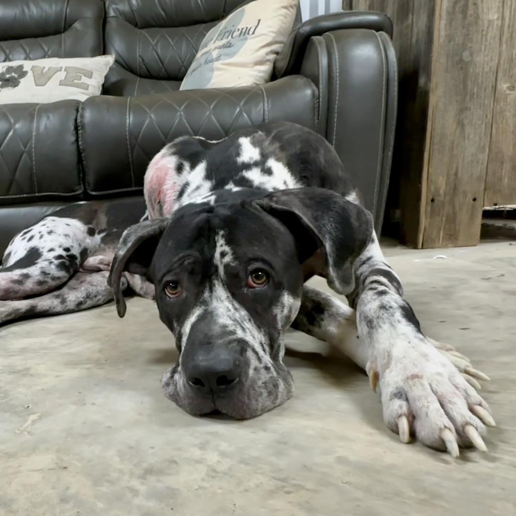 Enlarge Sterling, a Adoptable Great Dane in Dallas, TX image 5/6