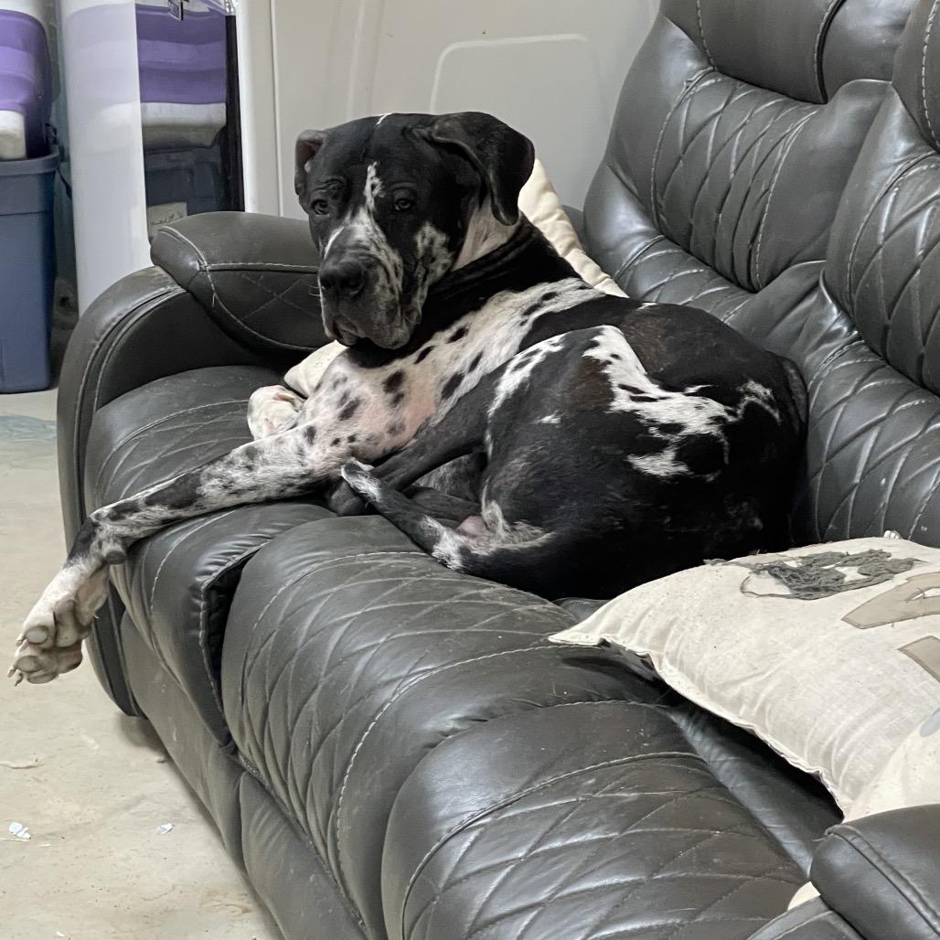 Enlarge Sterling, a Adoptable Great Dane in Dallas, TX image 6/6