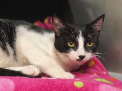 Clover, a Adoptable Domestic Short Hair in Visalia, CA image 4/4