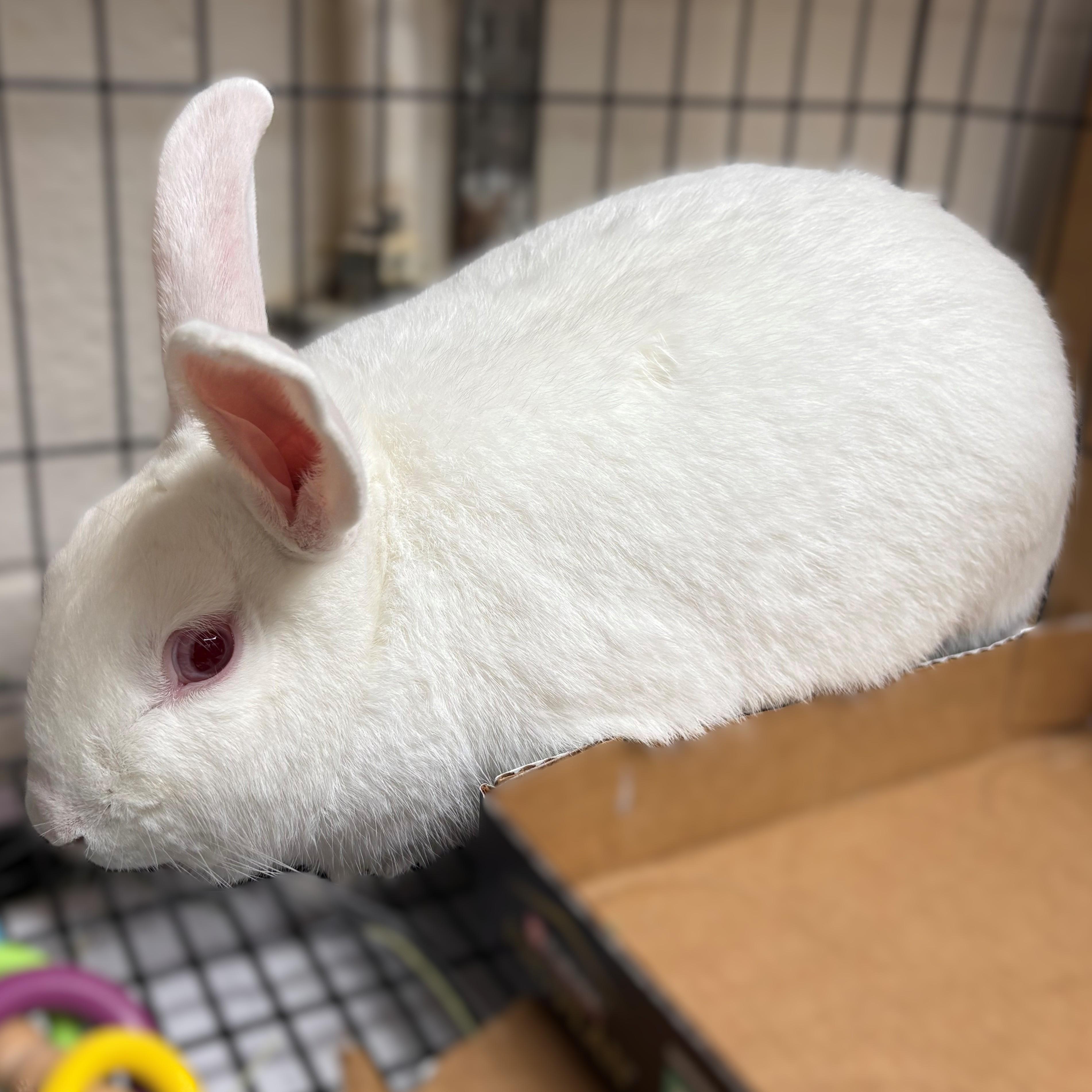 Enlarge Salt- #49824, a ADOPTABLE Bunny Rabbit in Columbia, MD image 4/4