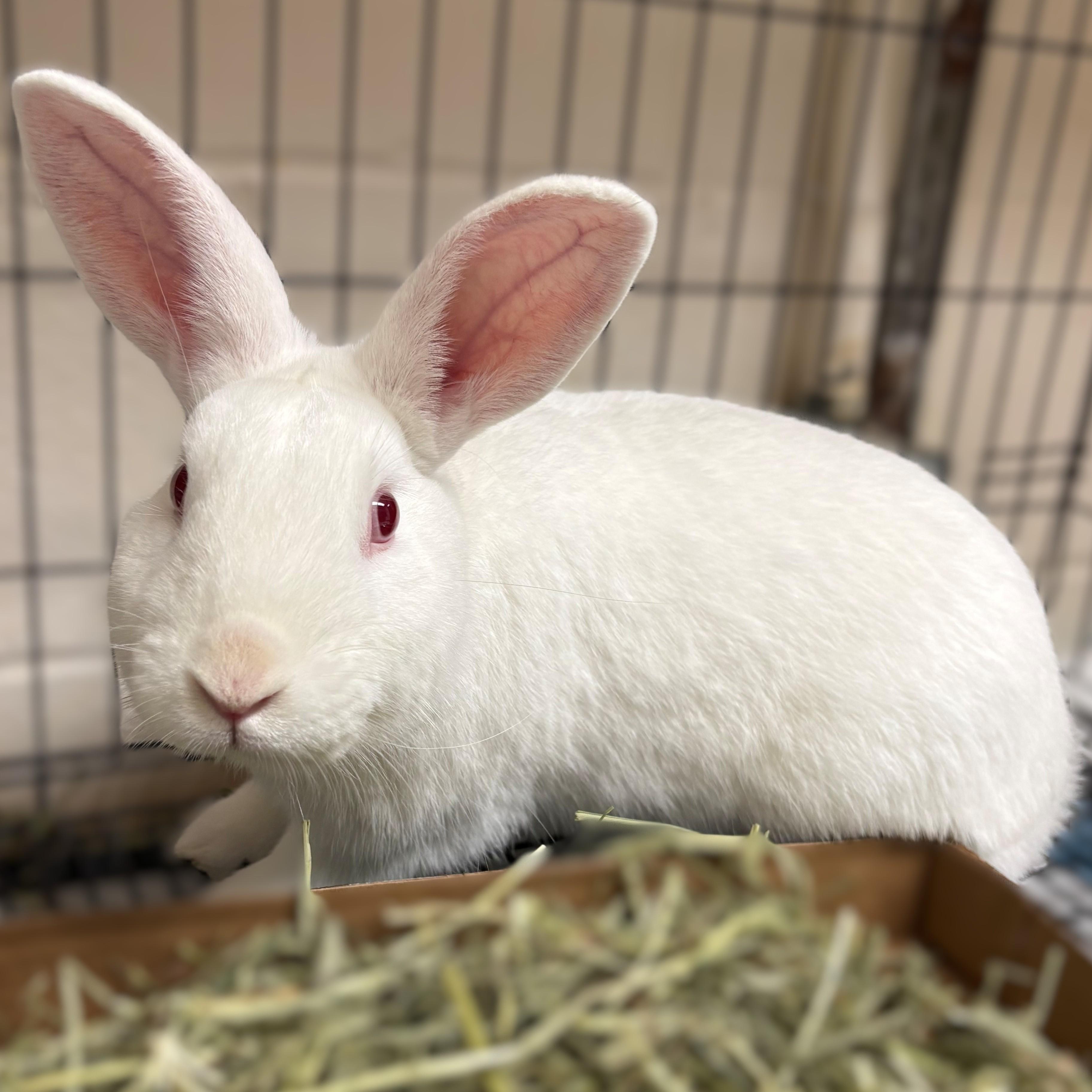 Salt- #49824, ADOPTABLE, Adult Male Bunny Rabbit.