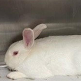 Enlarge Salt- #49824, a ADOPTABLE Bunny Rabbit in Columbia, MD image 1/1