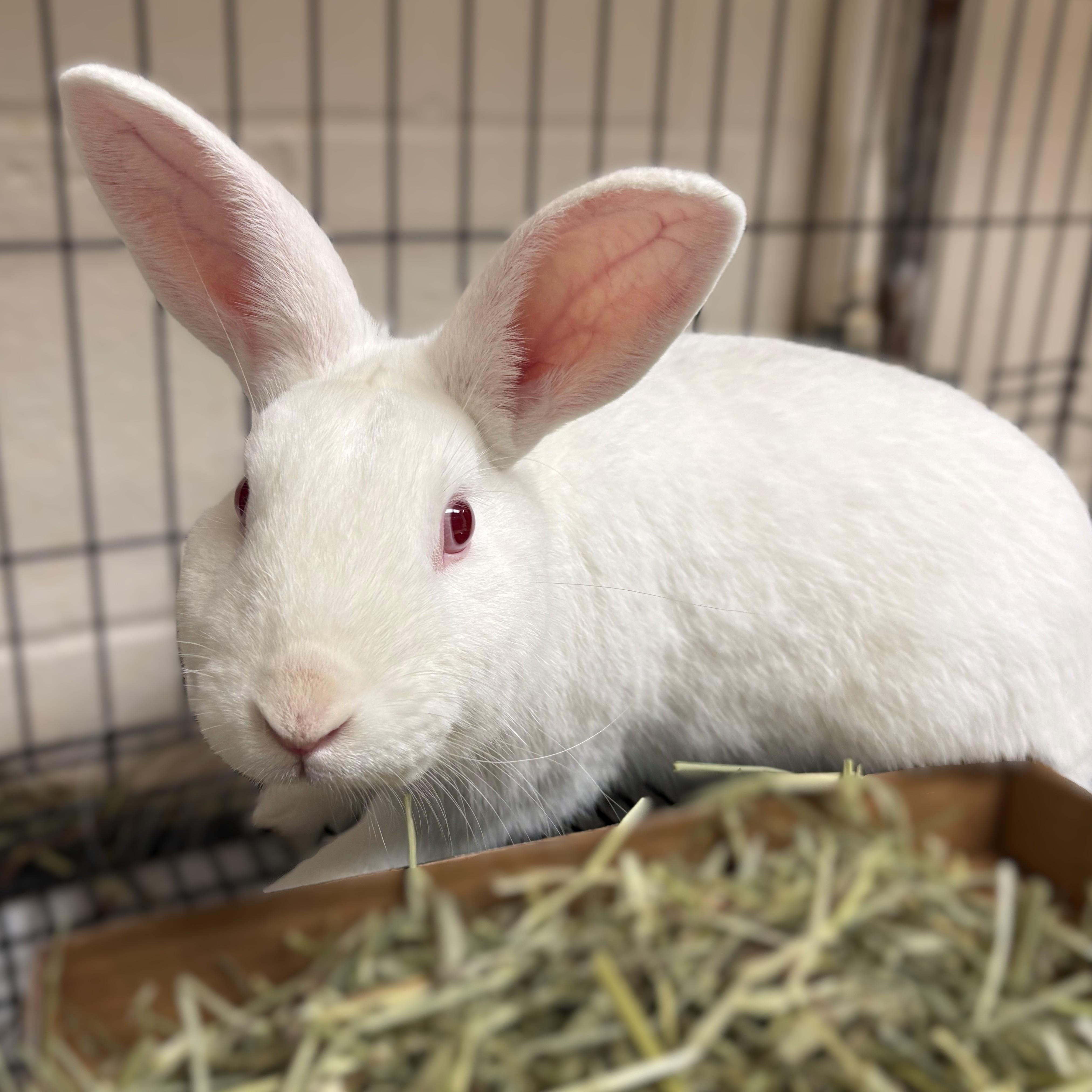 Enlarge Salt- #49824, a ADOPTABLE Bunny Rabbit in Columbia, MD image 2/3