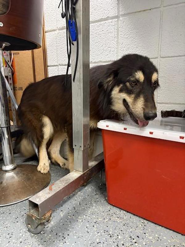 George, Adoptable, Adult Male Shepherd & Border Collie.