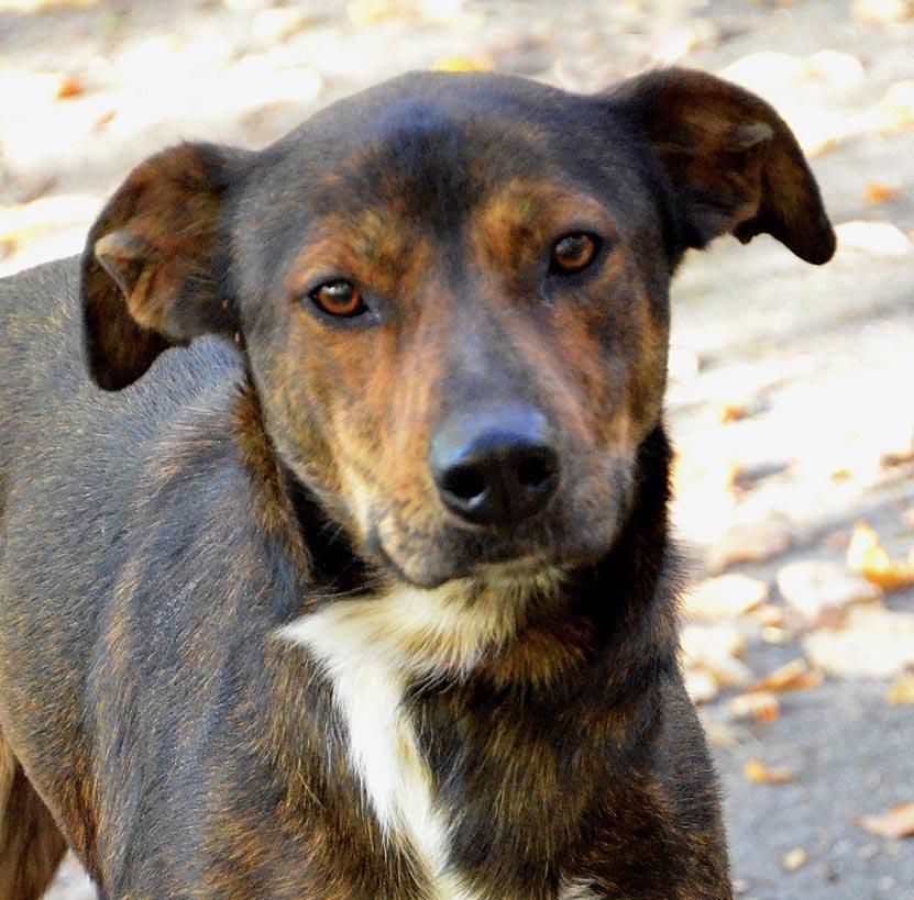 Doobie, a Adoptable mixed breed in Columbus, WI image 3/11