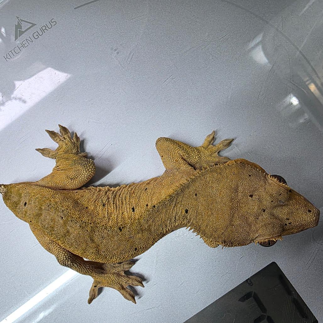 Sunburst, Adoptable, Adult Female Gecko.