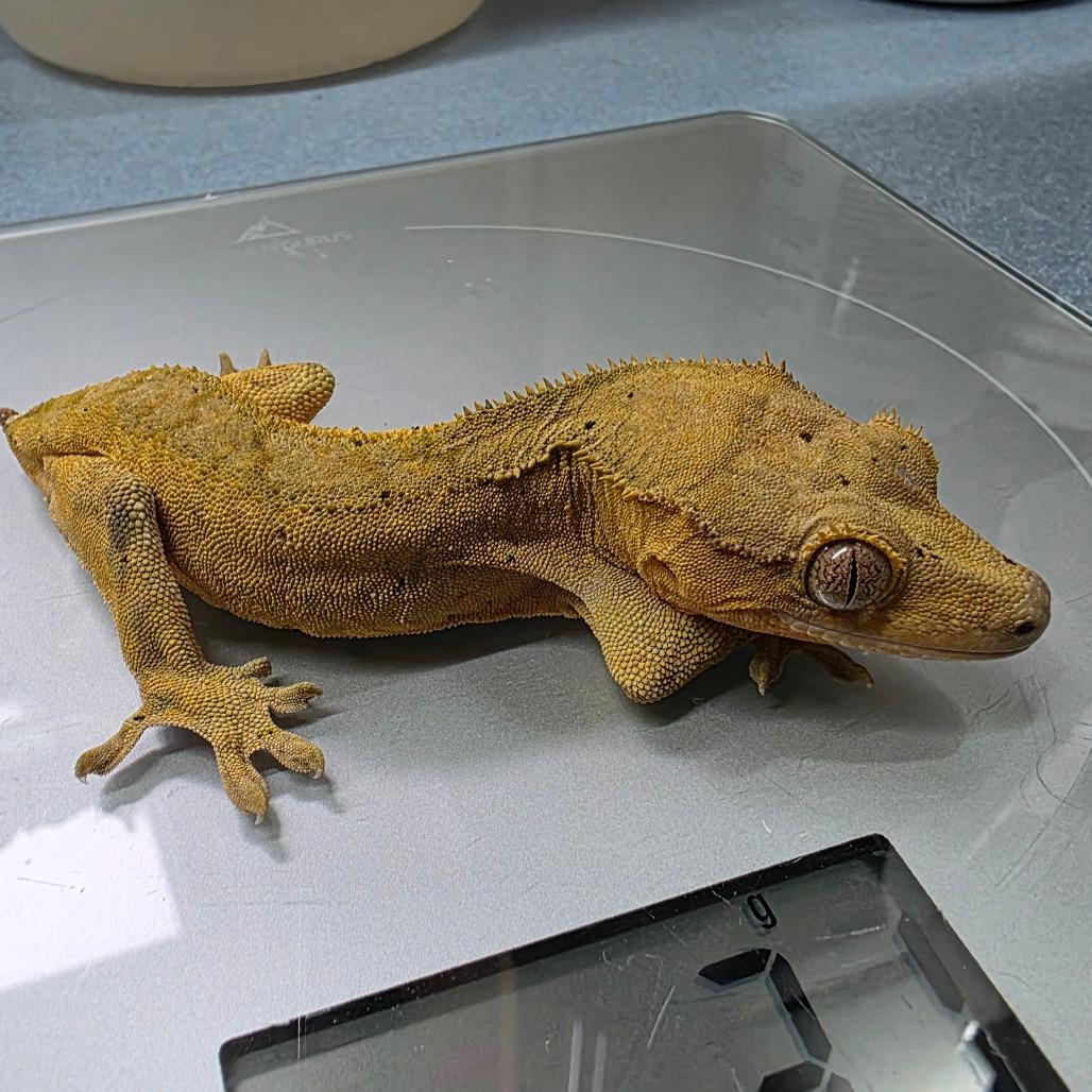 Enlarge Sunburst, a Adoptable Gecko in Frederick, MD image 2/2